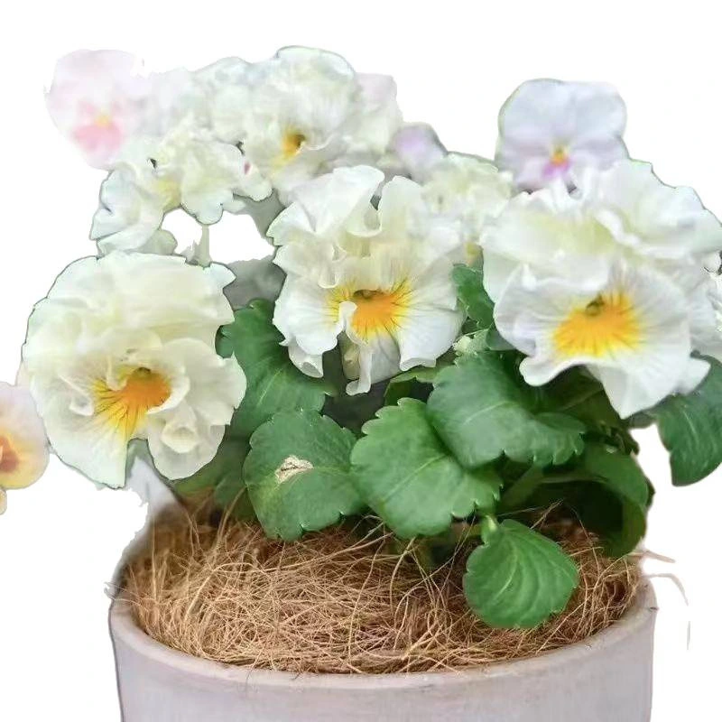Viola Flower Seeds Pansies Four Seasons