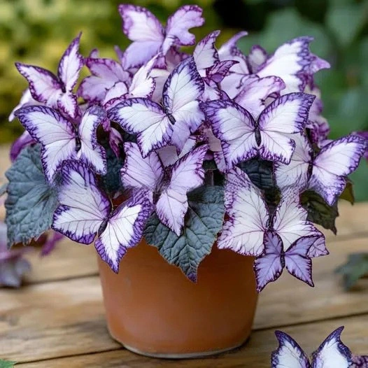 Viola Flower Seeds Pansies Four Seasons