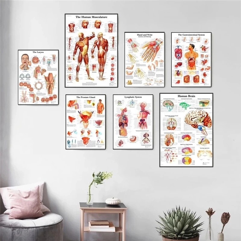 Human Anatomy Muscle Canvas Print Poster
