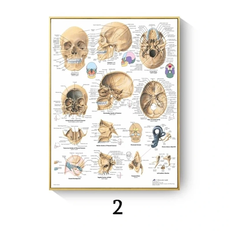 Human Anatomy Muscle Canvas Print Poster