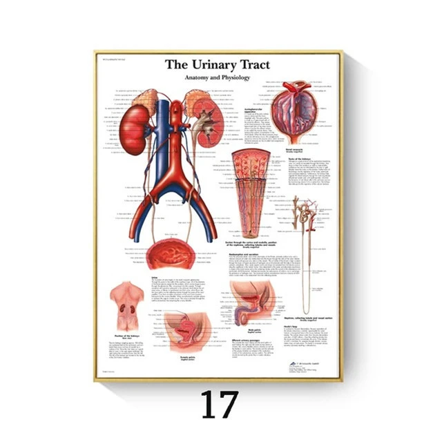 Human Anatomy Muscle Canvas Print Poster