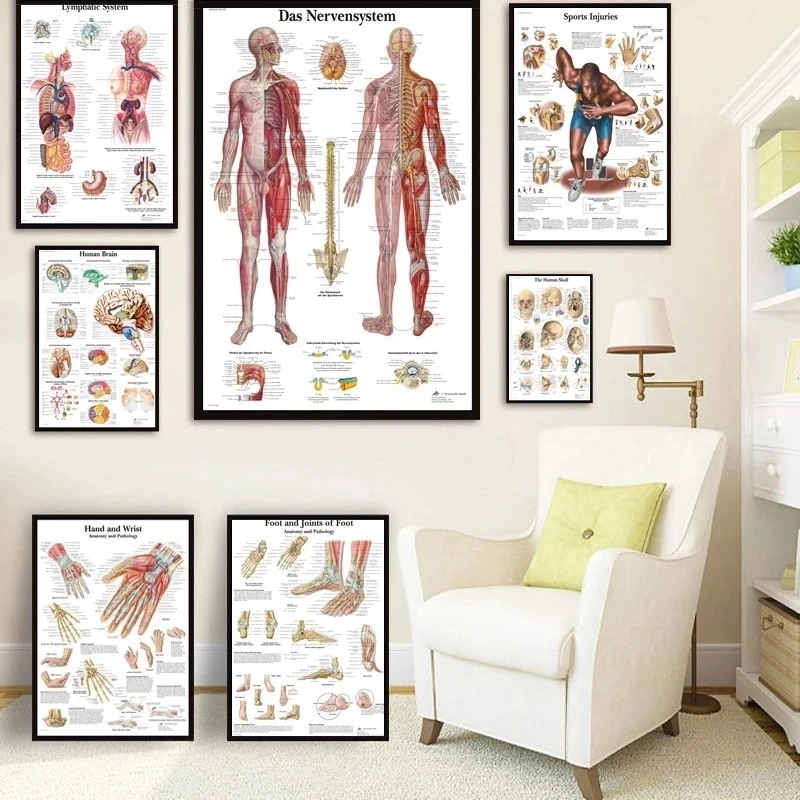 Human Anatomy Muscle Canvas Print Poster