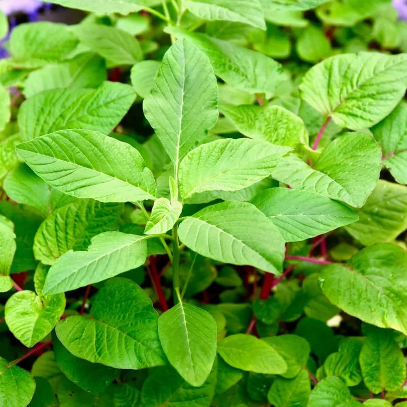 2500 Green Amaranth Seeds for Planting, Green Leaf Vegetable Seeds to Grow Indoor Outdoor