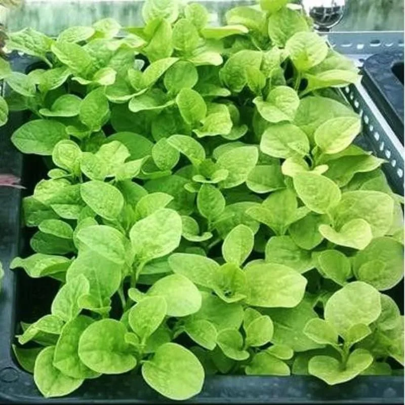 2500 Green Amaranth Seeds for Planting, Green Leaf Vegetable Seeds to Grow Indoor Outdoor