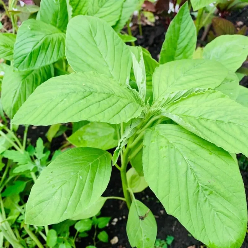 2500 Green Amaranth Seeds for Planting, Green Leaf Vegetable Seeds to Grow Indoor Outdoor