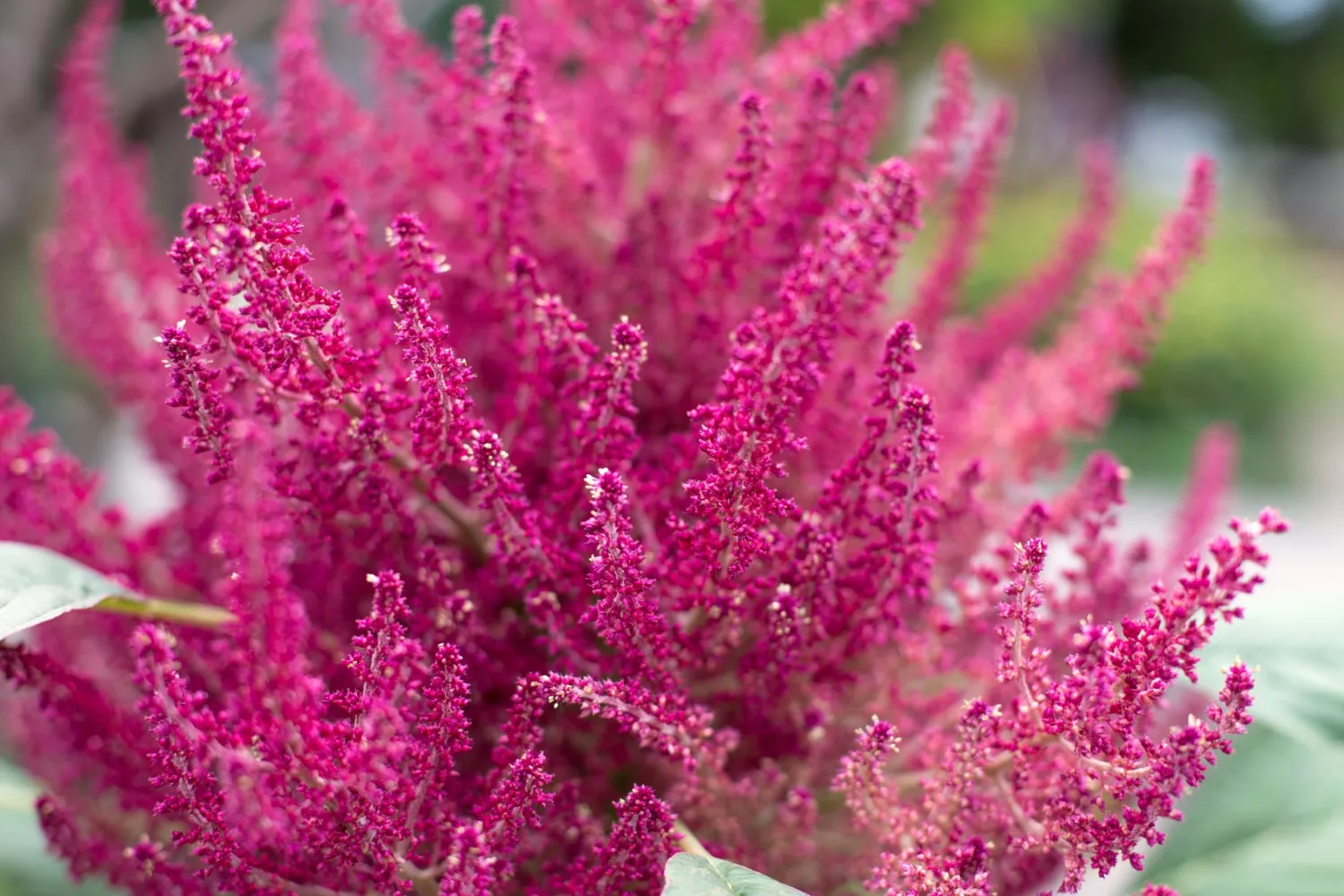 Amaranth Oeschberg Amaranthus Cruentus 400+ Seeds