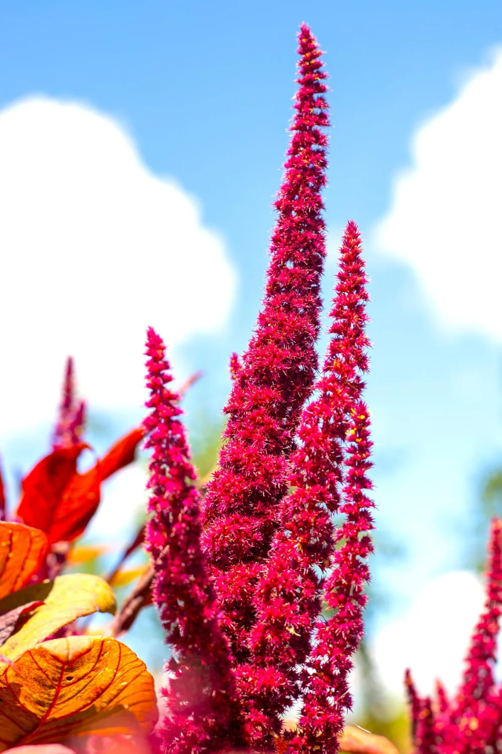 Amaranth Oeschberg Amaranthus Cruentus 400+ Seeds