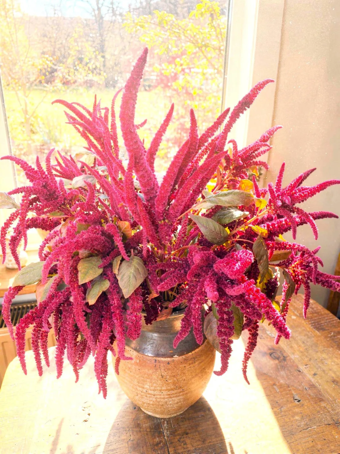 Amaranth Oeschberg Amaranthus Cruentus 400+ Seeds