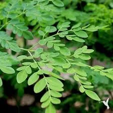Green Acre Herbs & Teas Moringa Tea, Herbal, 1 Ounce, 14 Cubic Inches