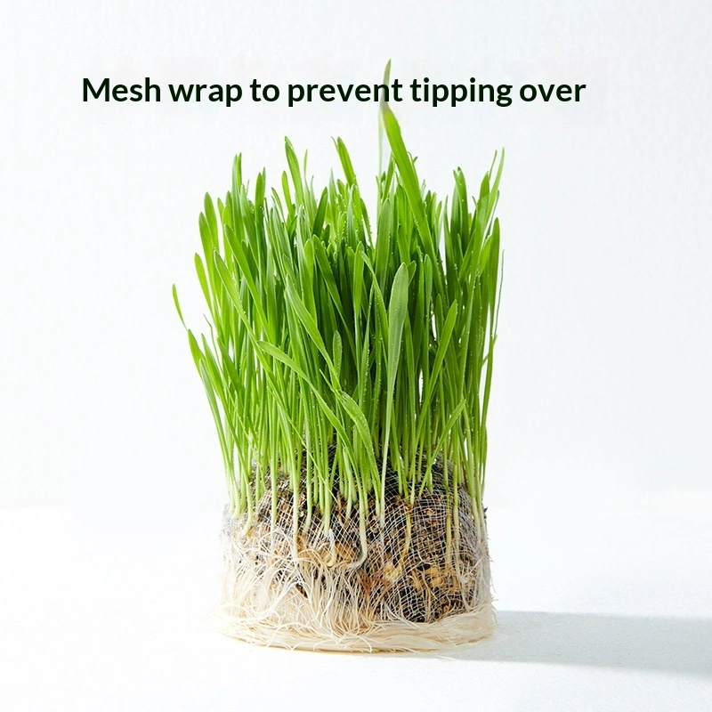 Soil-free Mixed Cat Grass Treats