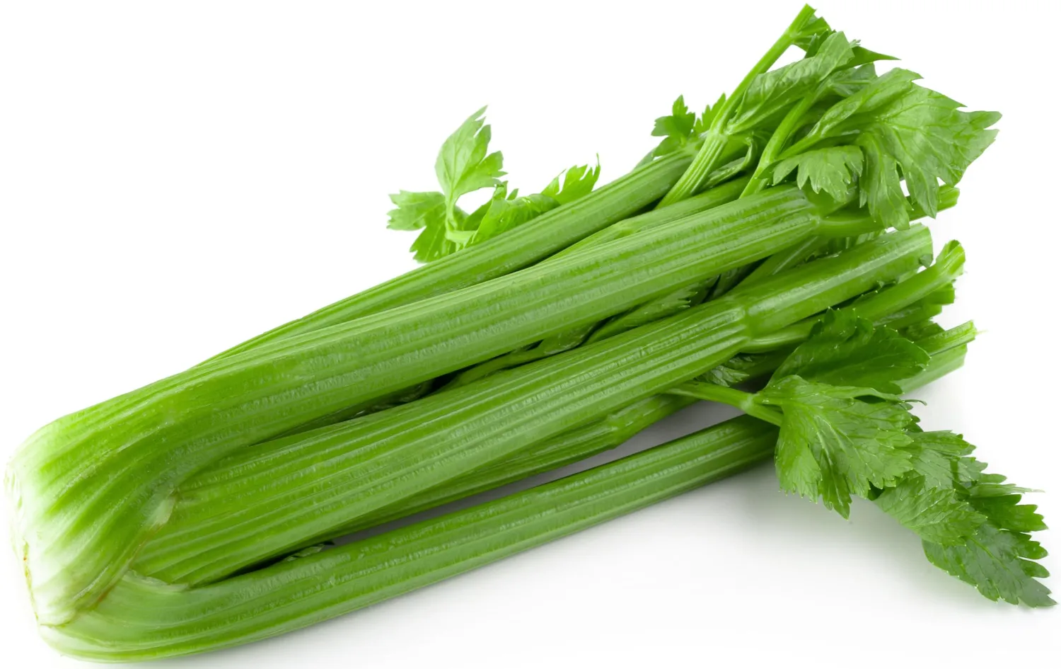 2000 Celery Seeds for Planting - Tall Utah 52-70 - Heirloom, Non-GMO, USA Grown by RDR Seeds