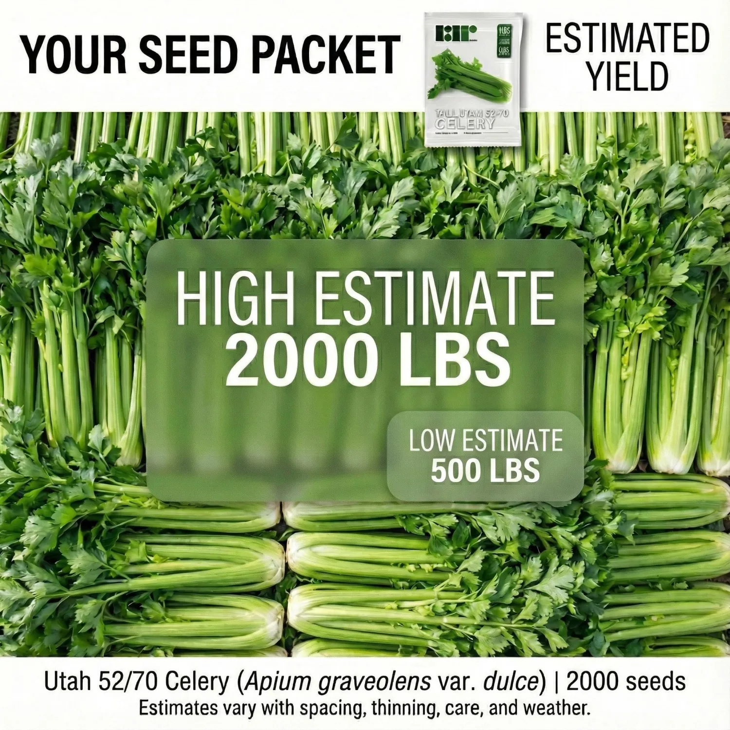 2000 Celery Seeds for Planting - Tall Utah 52-70 - Heirloom, Non-GMO, USA Grown by RDR Seeds