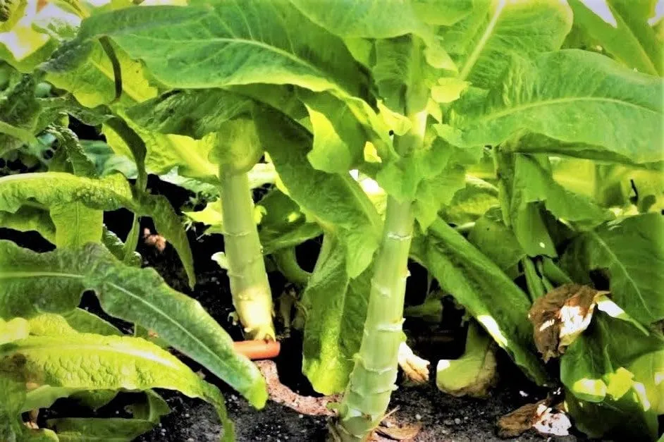 TomorrowSeeds - Summer 38 Celtuce (Stem Lettuce) Seeds - 4500+ Count - for 2026 Planting Summer 38 Slow Bolting Wosun Won Sun Asian Vegetable Chinese Celery Lettuce Asparagus Grow Your Own Home Farm