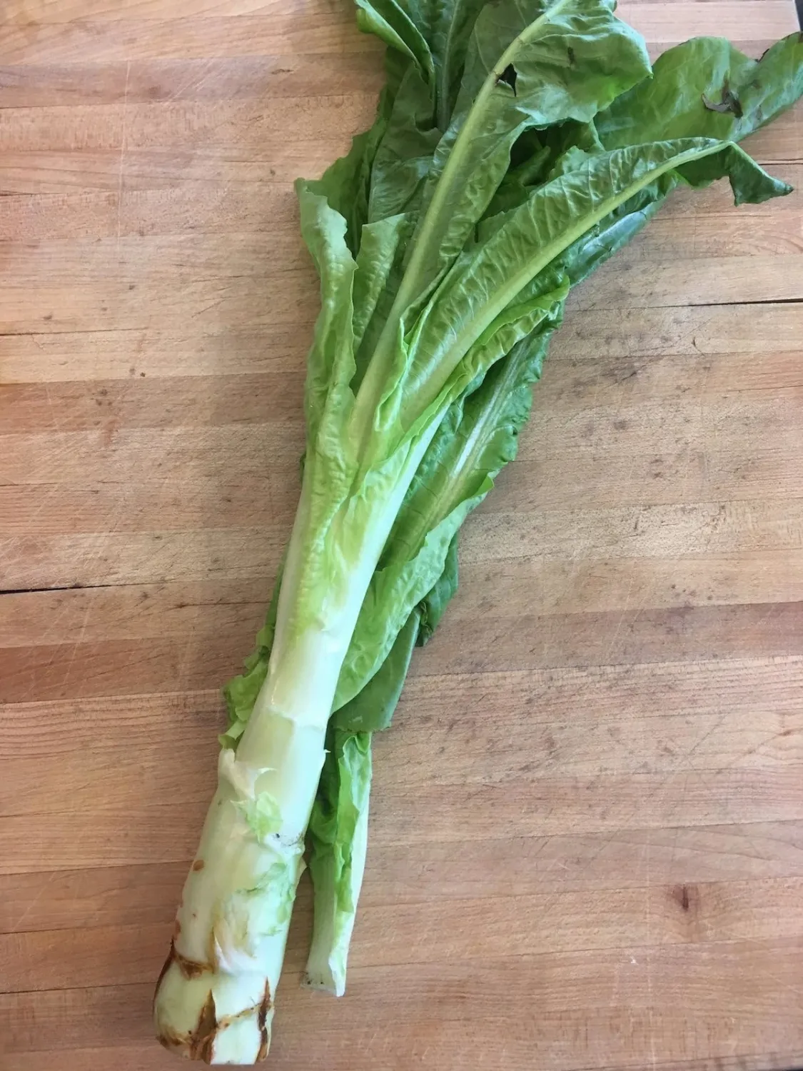 TomorrowSeeds - Summer 38 Celtuce (Stem Lettuce) Seeds - 4500+ Count - for 2026 Planting Summer 38 Slow Bolting Wosun Won Sun Asian Vegetable Chinese Celery Lettuce Asparagus Grow Your Own Home Farm