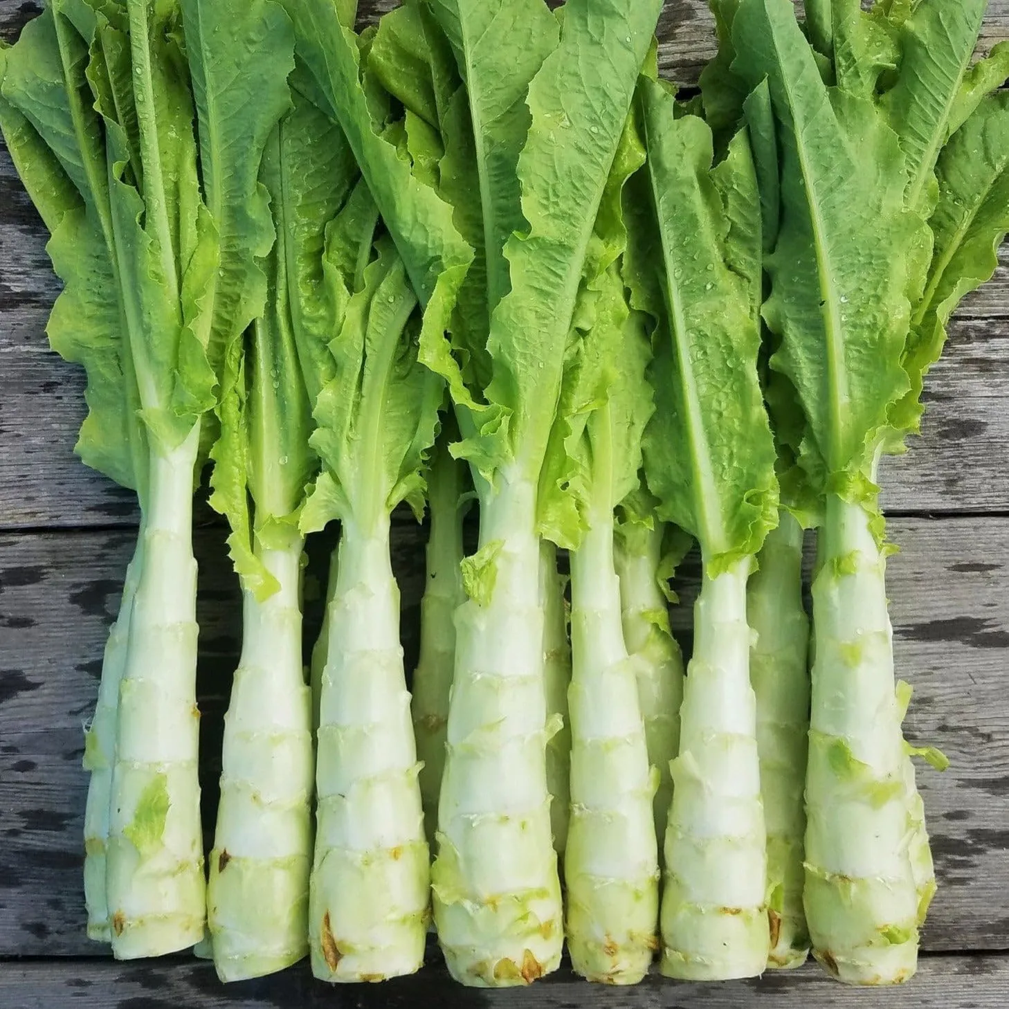 TomorrowSeeds - Summer 38 Celtuce (Stem Lettuce) Seeds - 4500+ Count - for 2026 Planting Summer 38 Slow Bolting Wosun Won Sun Asian Vegetable Chinese Celery Lettuce Asparagus Grow Your Own Home Farm