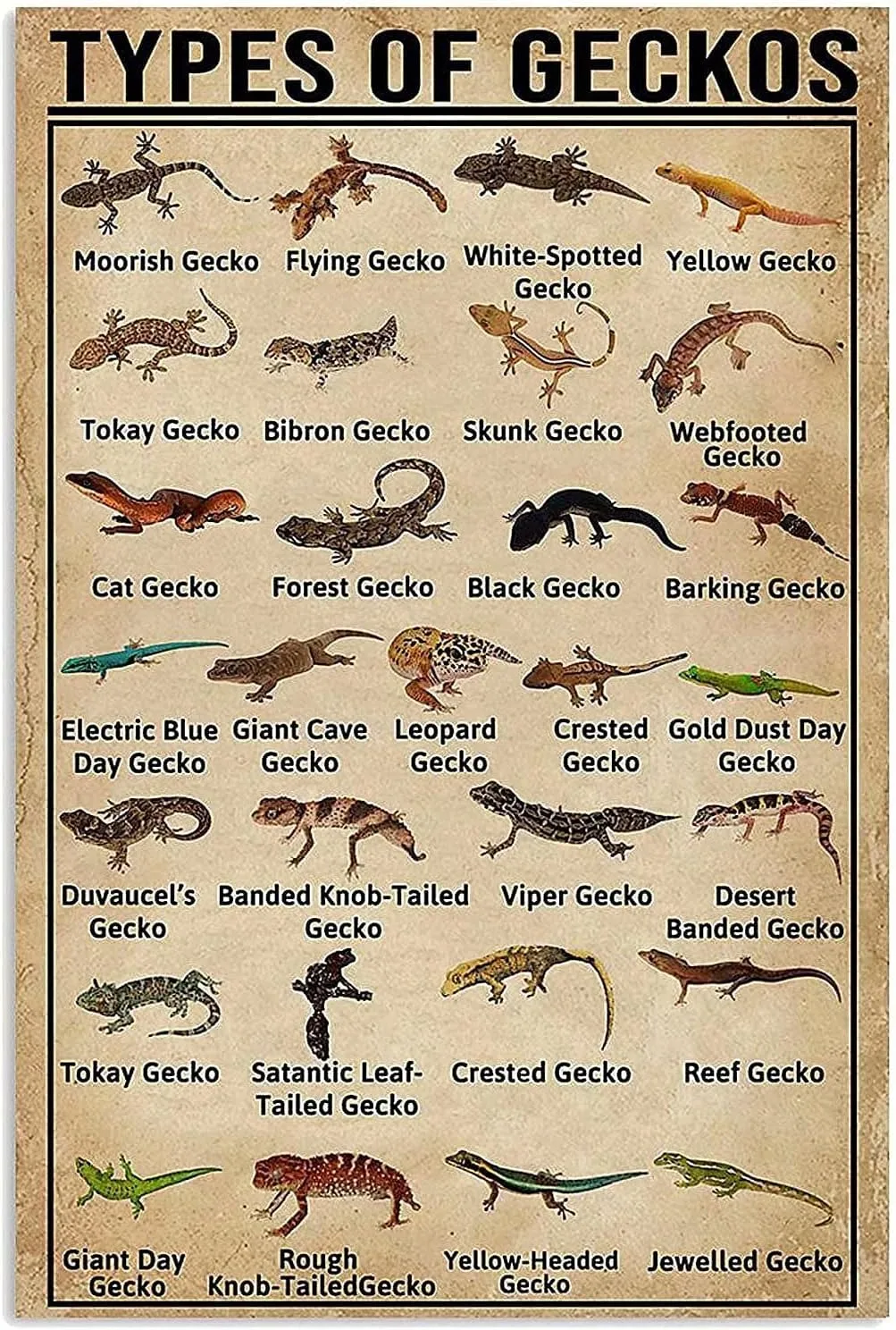 Types Of Geckos Knowledge Metal Tin Sign Animal Poster Restaurant Cafe Living Room Kitchen Toilet Decorative Art Wall Plaque 12x16 Inches