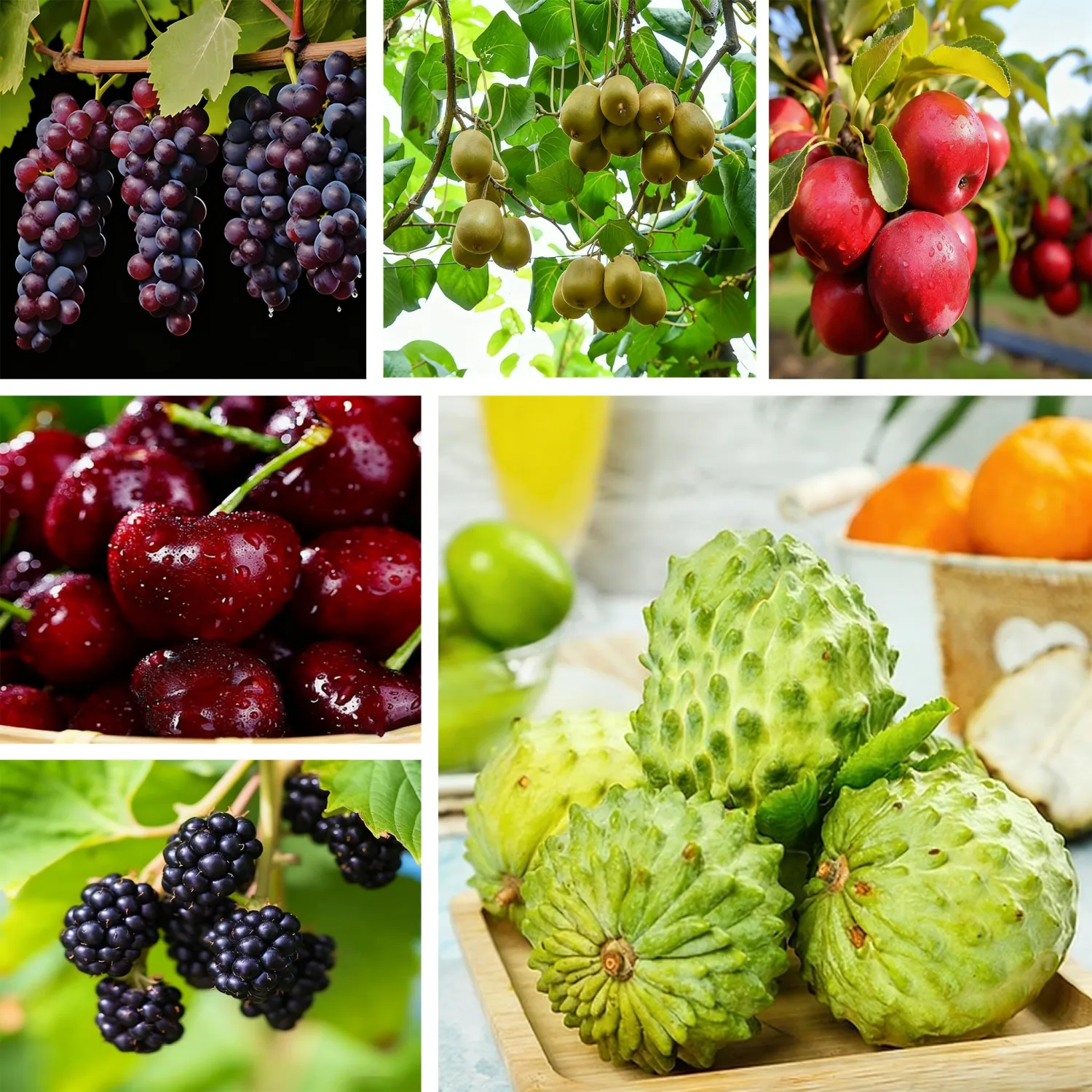 430 Mixed Fruit Seeds for Planting, Grape(100), Apple(100), Kiwi(100), Cherimoya(10), Mulberry(100), Cherry(20), Non GMO Fresh Fruit Seed for Home Garden