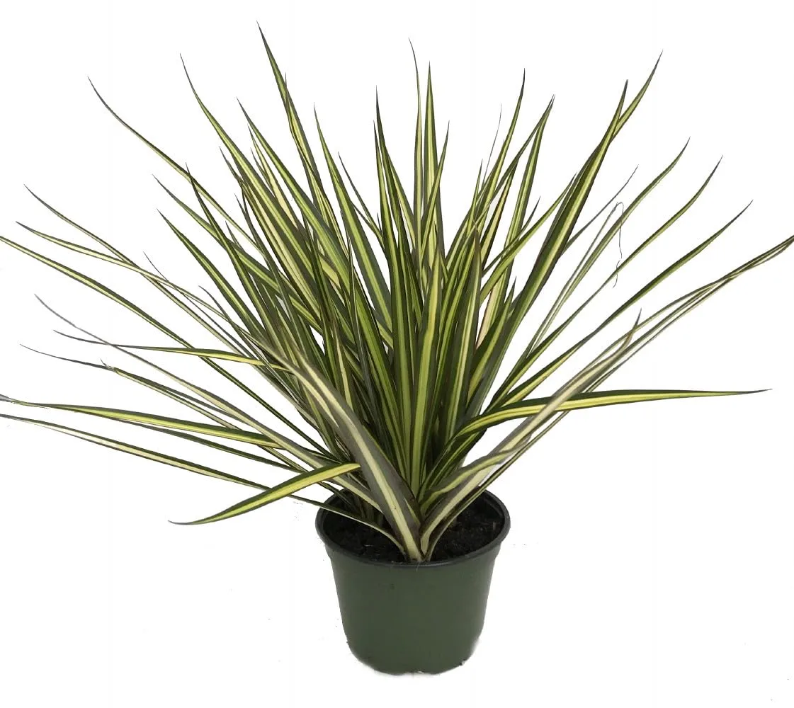 Kiwi Dragon Tree - Dracaena marginata - 6" Pot - House Plant