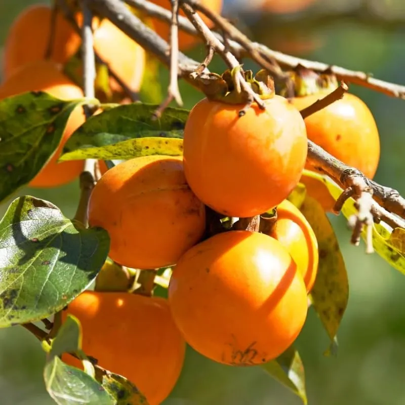 4-Pack Persimmon Trees Live, 1-2 Feet Tall Bare Roots, Cold Hardy Fruit Tree Seedlings for Garden and Orchard Planting, Dormant Plants