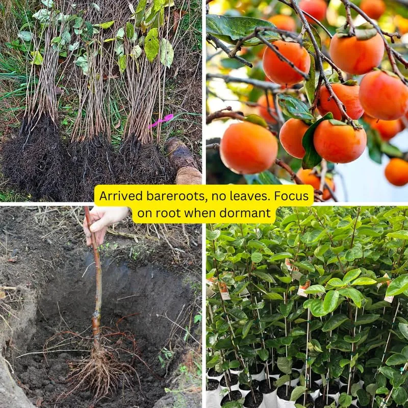 4-Pack Persimmon Trees Live, 1-2 Feet Tall Bare Roots, Cold Hardy Fruit Tree Seedlings for Garden and Orchard Planting, Dormant Plants