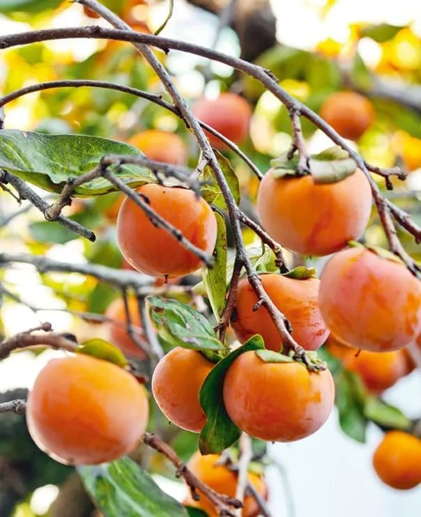 Persimmon Tree Plant Live in Quart Pot, Sweet Persimmon Tree Well Rooted 6-12 Inches, Hardy Fruit Tree for Planting, Winter Dormant