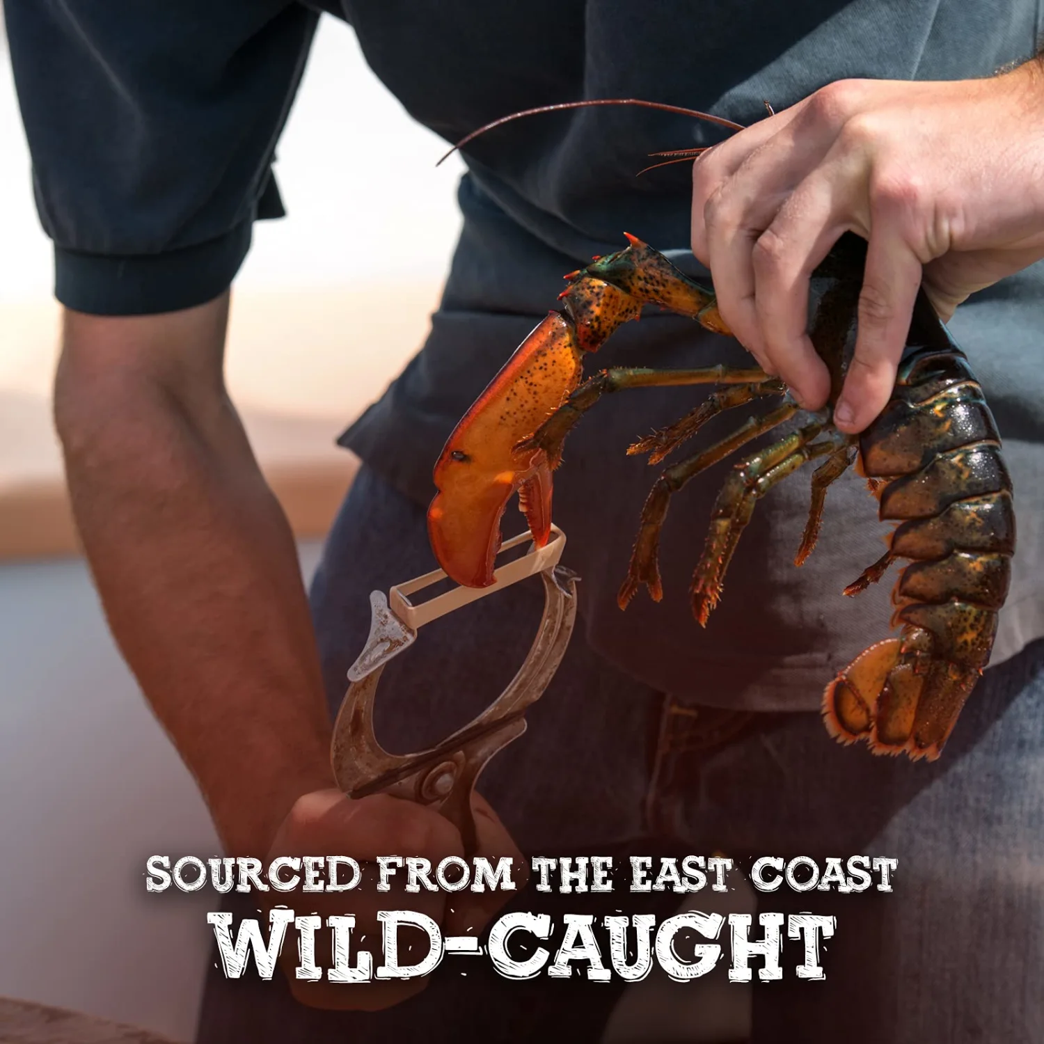 Whole Cooked Lobster, 1 Lb (Frozen)