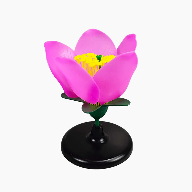 Peach Blossom Model Peach Blossom Anatomical