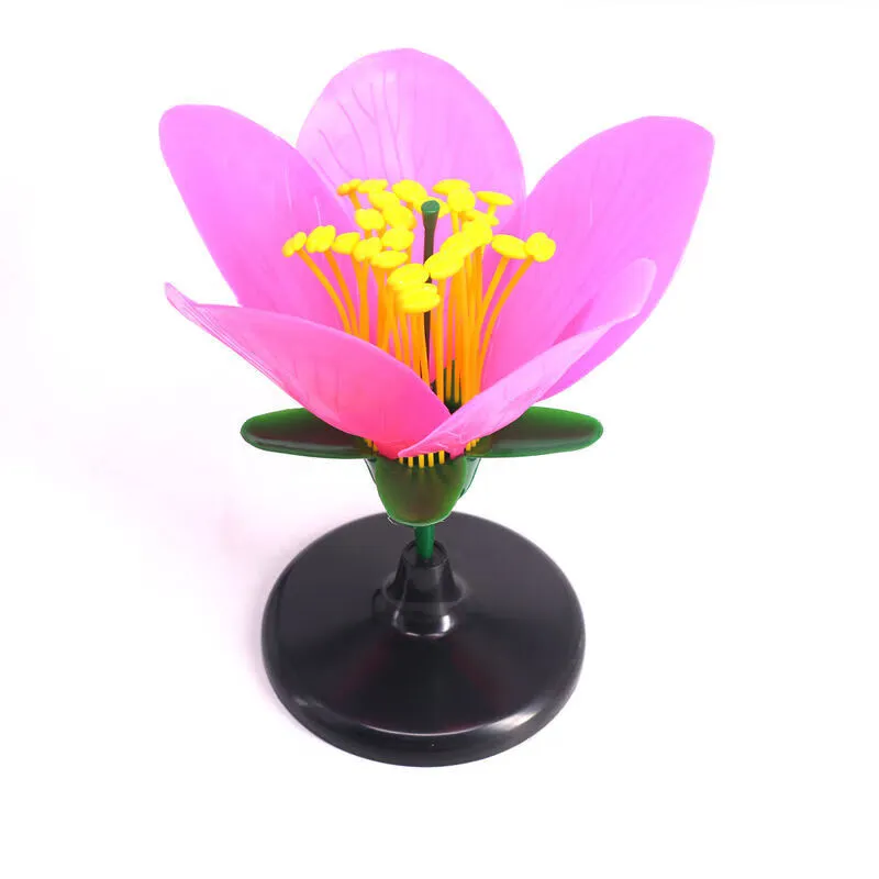 Peach Blossom Model Peach Blossom Anatomical