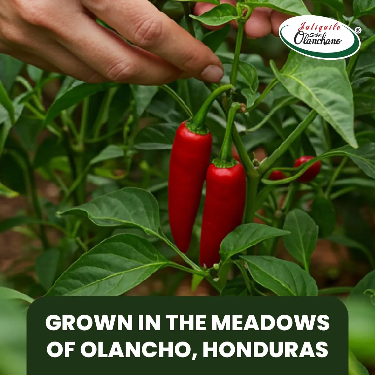 Jutiquile Sabor Olanchano Mild Hot Sauce Aged with Jalapeño from Olancho, Rich Flavor & Vibrant Color, Perfect for Enhancing Your Meals, Pantry Staple Seasoning, 16.5 Fl Oz, 1-Pack