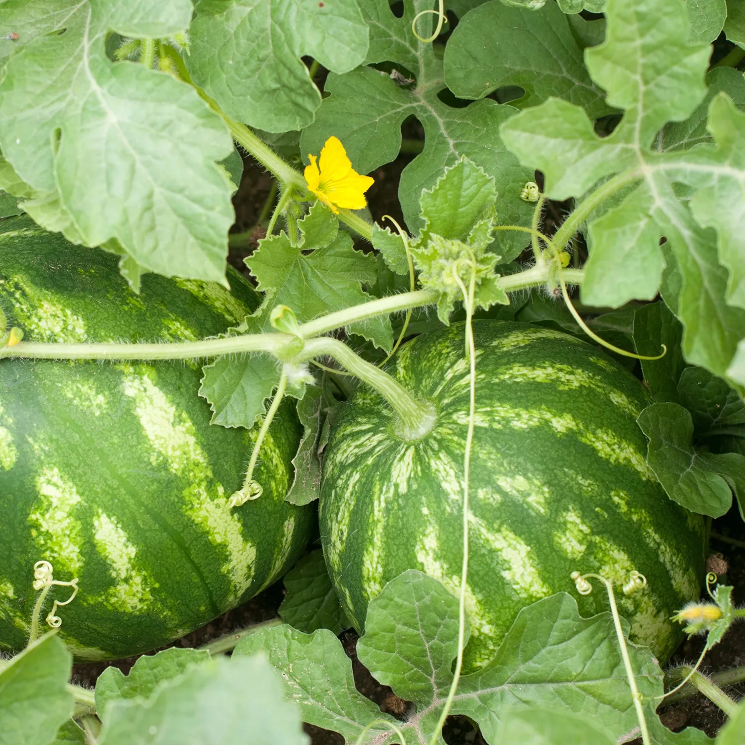 Organic Watermelon Seeds (Crimson Sweet) - Approx 12 Seeds - USDA Organic, Non-GMO, Open Pollinated, Heirloom, USA Origin (Pack of 2)