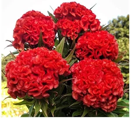 30 Celosia Chief Persimmon Seeds