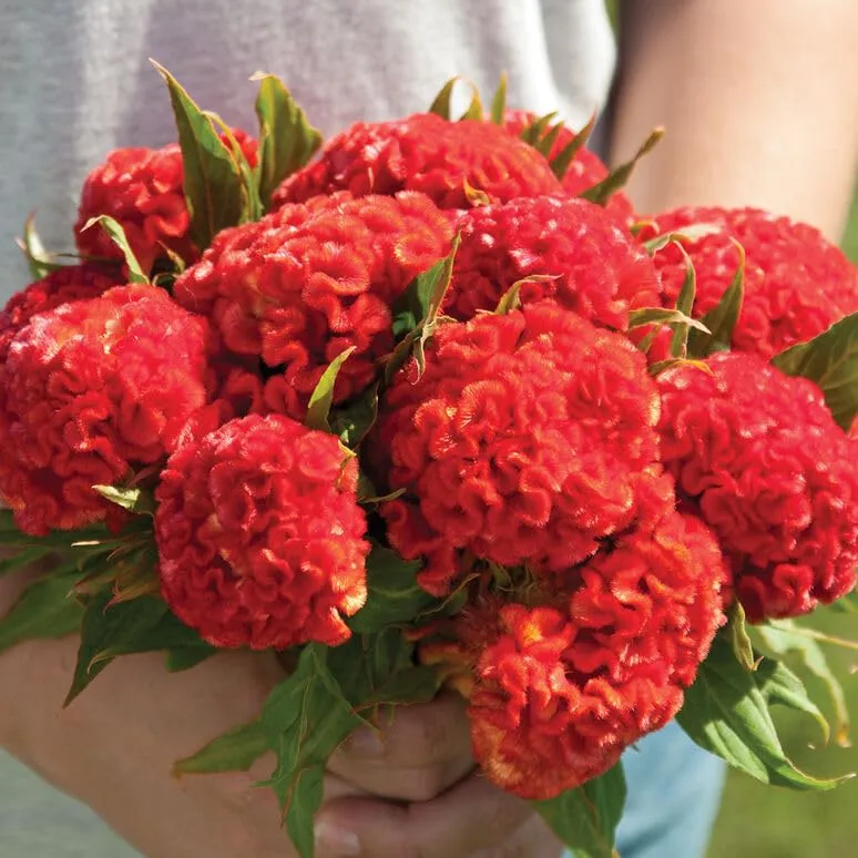 30 Celosia Chief Persimmon Seeds