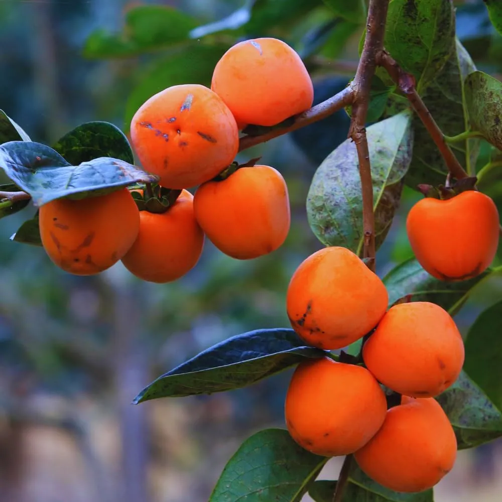 Persimmon Tree Live Plant,1 Feet Tall, Cold Hardy Fruit Persimmon Plant