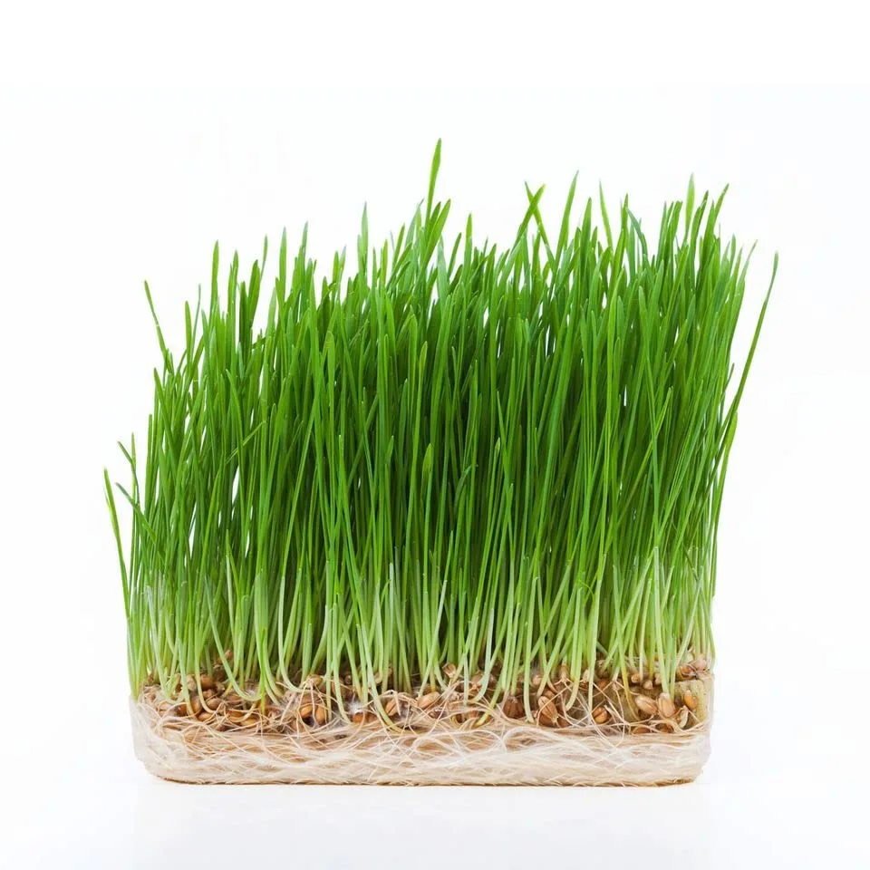 Todd's Seeds - Hard Red Wheatgrass - 5 Lb's - Sprouting Wheat Grass Seeds for Sale - Plant & Grow Wheatgrass, Flour, Grain & Bread - Wheatgrass Juice - Excellent Germination - Sprouting Seeds - Sprouted Wheat