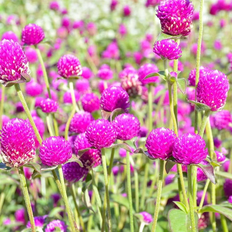100+ Mix Globe Amaranth Seeds Gomphrena Pompom Flowers Garden Planting