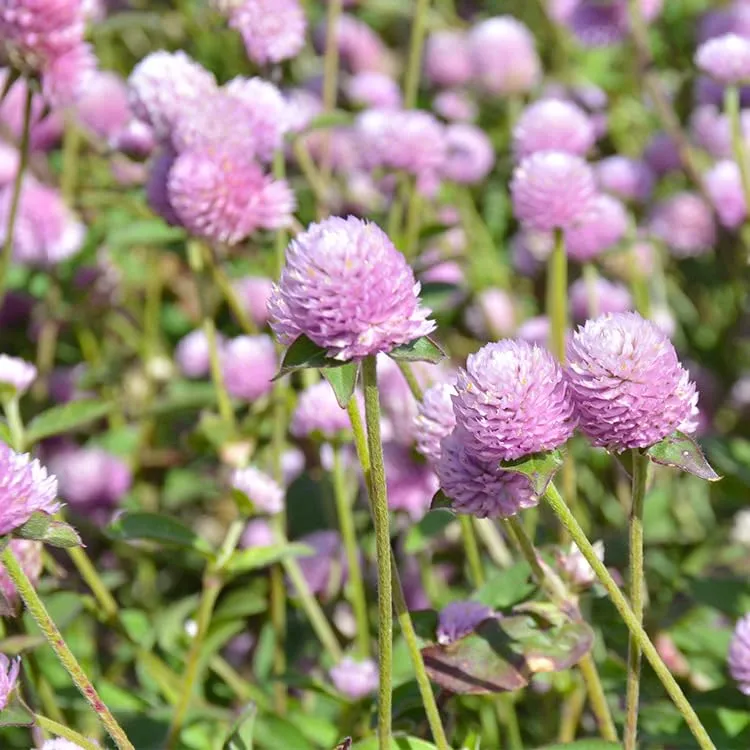 100+ Mix Globe Amaranth Seeds Gomphrena Pompom Flowers Garden Planting