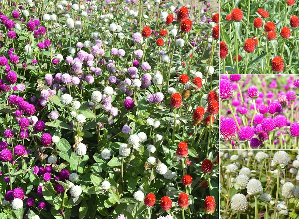 100+ Mix Globe Amaranth Seeds Gomphrena Pompom Flowers Garden Planting