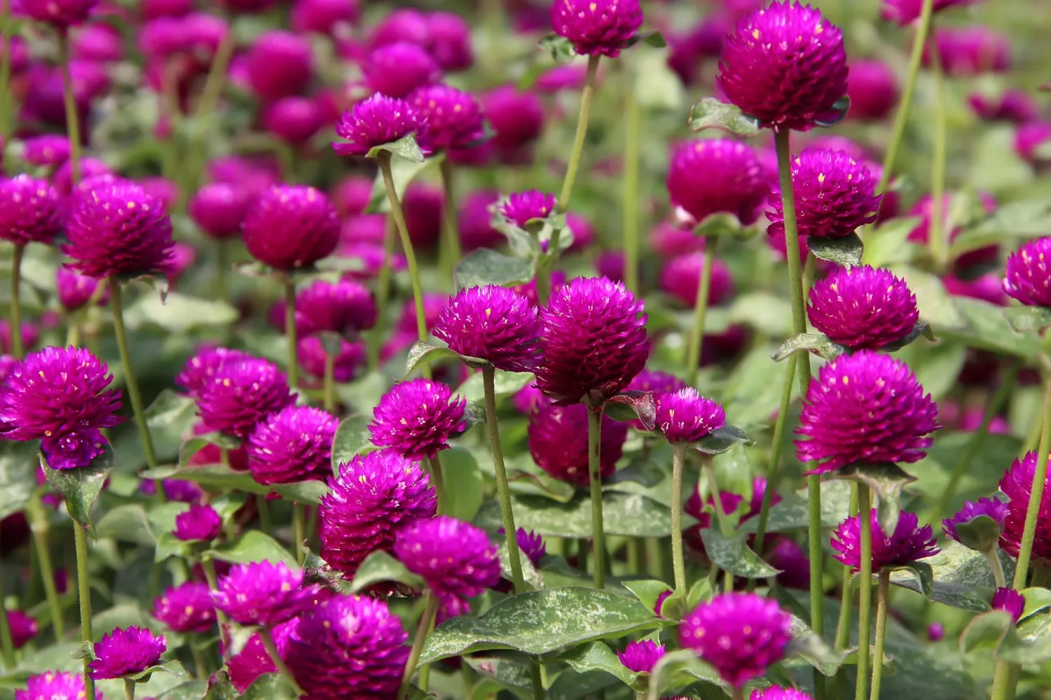 50 Globe Amaranth Mix Gomphrena Globosa Mixed Colors Amaranthus Flower Seeds