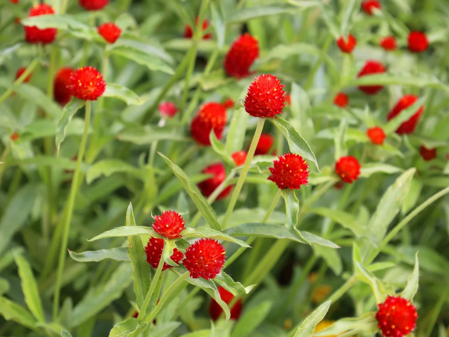 50 Globe Amaranth Mix Gomphrena Globosa Mixed Colors Amaranthus Flower Seeds