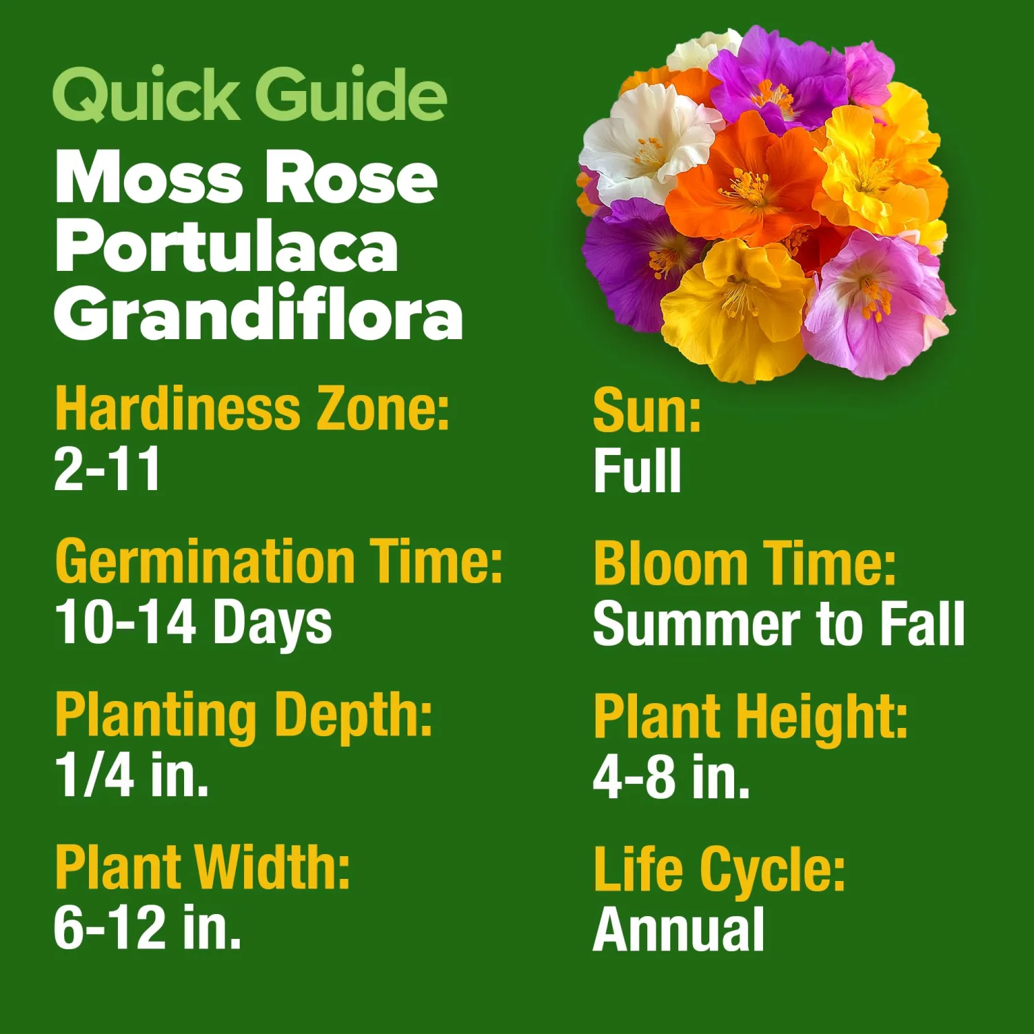 HOME GROWN 23,500+ Moss Rose Seeds (Bulk Pack) Annual Flower for Ground Cover - Heirloom Portulaca Seeds for Planting Outdoors - Great for Low-Maintenance Gardens (Portulaca grandiflora)