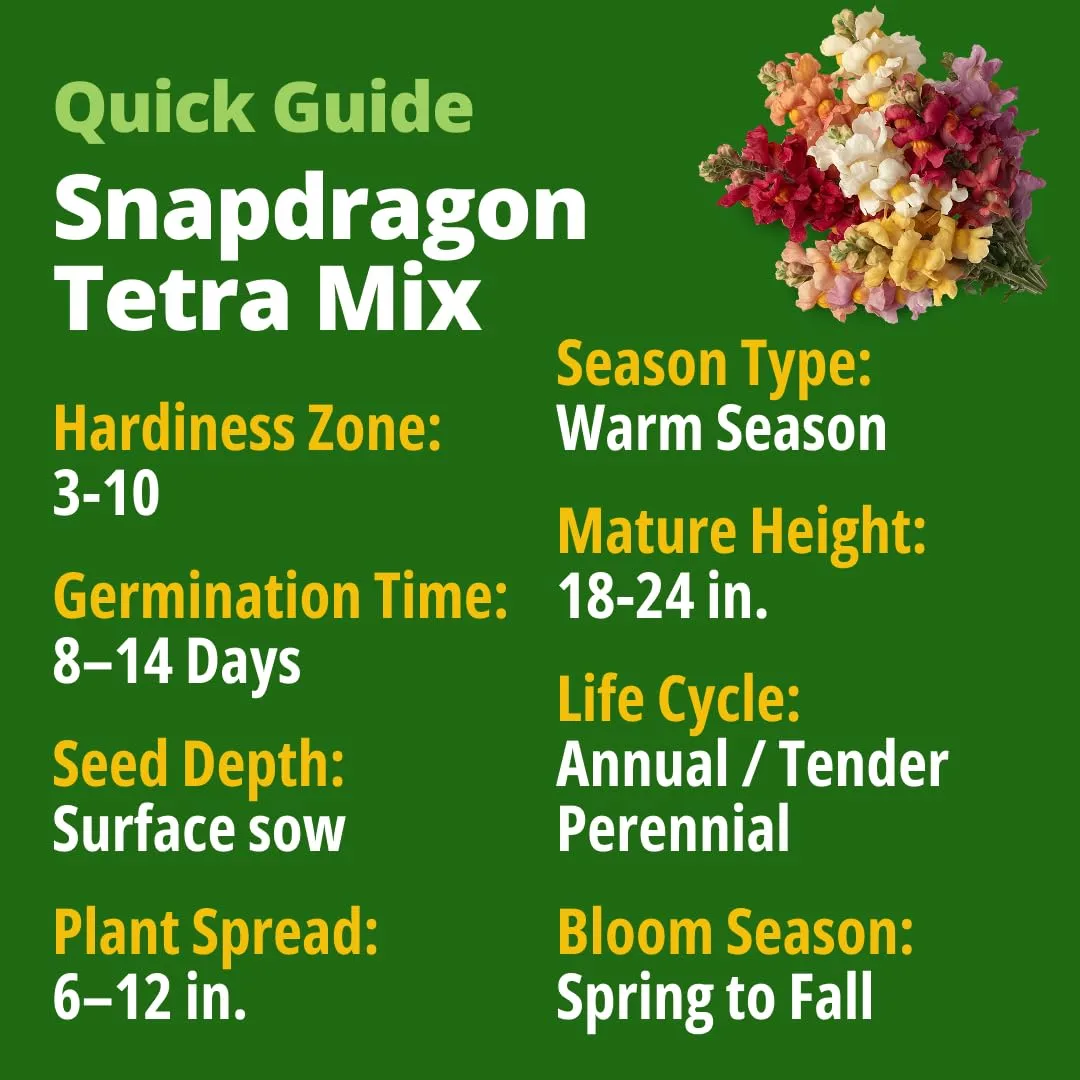 HOME GROWN Snapdragon Seeds Tetra (0.3g) – 2000 Tall Flower Seeds to Plant Outside - Vibrant Perennial Snapdragons Mixed Colors - Cut for Gardens, Borders, Bouquets (Antirrhinum majus)