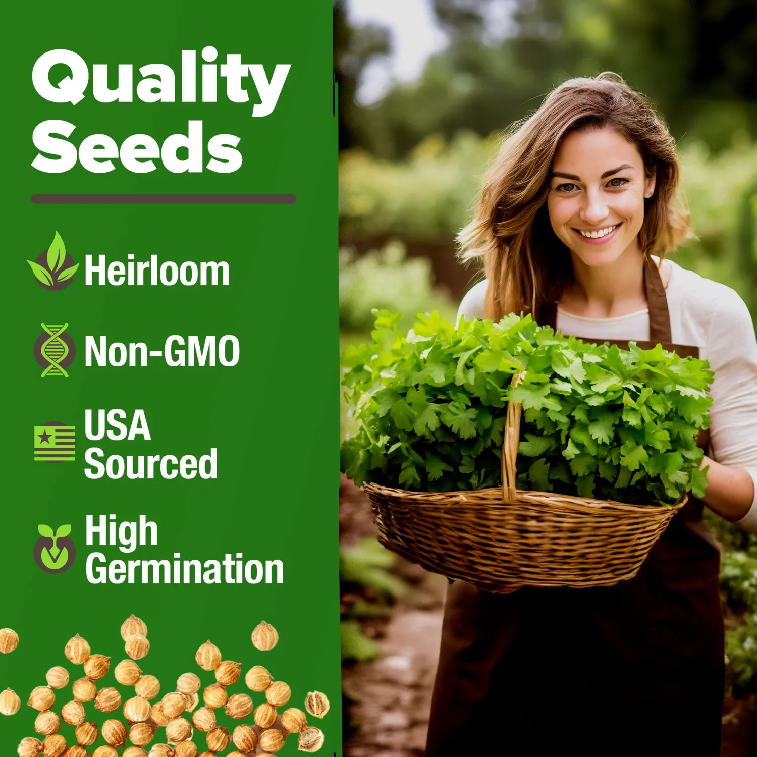 HOME GROWN Non GMO 500+ Cilantro Seeds (Fast Growing) Heirloom Coriander Seeds for Planting Indoors & Outdoors Santo Cilantro Herb for Kitchen Garden, High Germination