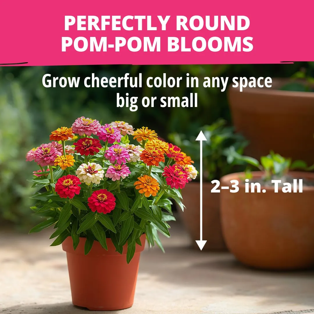 HOME GROWN Thumbelina Zinnia Seeds (1g) – 500 Dwarf Zinnia for Planting 2026, Spring Flower Seeds to Plant Outside, Easy Summer Garden Bloom for Containers & Borders (Zinnia elegans)