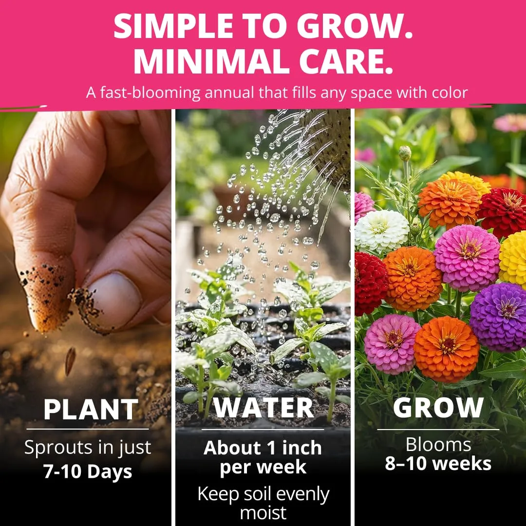 HOME GROWN Zinnia Lilliput Mix Flower Seeds for Planting Spring 2026 – 2500 Seeds (2g) Zinnia elegans – Colorful Zinnia Seed Mix for Garden Beds, Containers & Cut Flowers, Easy Grow Zinnia Seeds