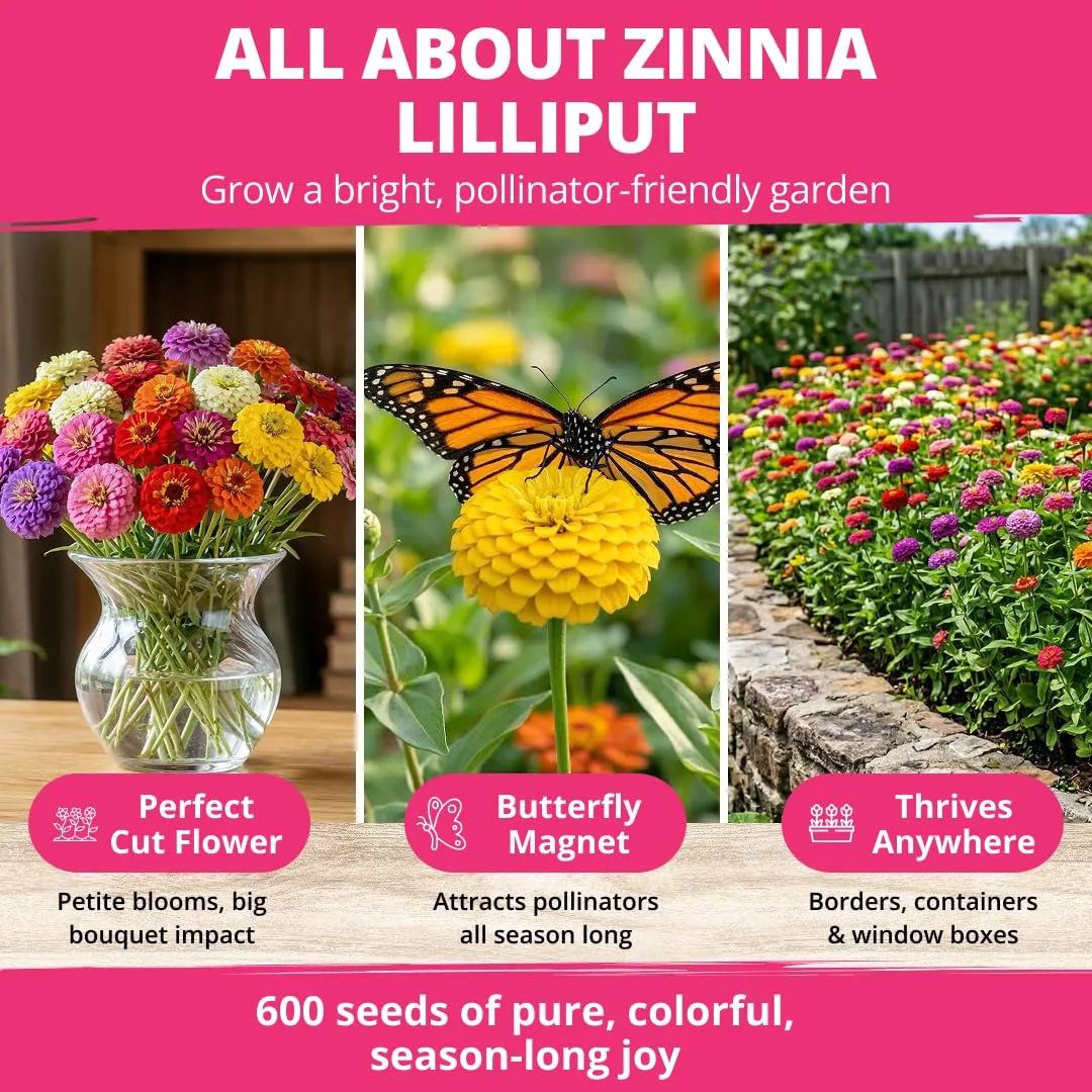 HOME GROWN Zinnia Lilliput Mix Flower Seeds for Planting Spring 2026 – 2500 Seeds (2g) Zinnia elegans – Colorful Zinnia Seed Mix for Garden Beds, Containers & Cut Flowers, Easy Grow Zinnia Seeds