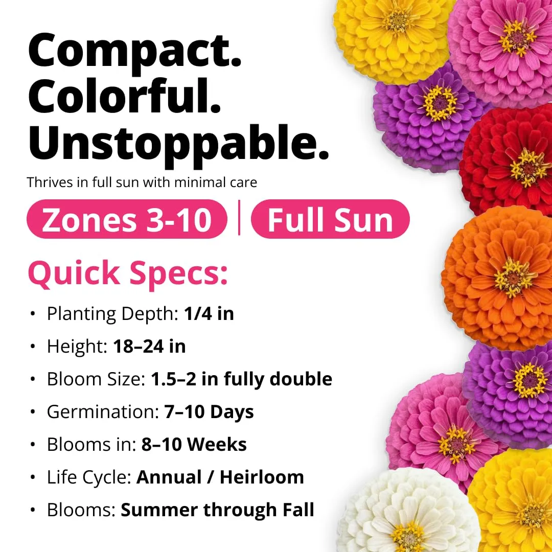 HOME GROWN Zinnia Lilliput Mix Flower Seeds – 600 Seeds (4g) Zinnia elegans – Colorful Zinnia Seed Mix for Planting Spring 2026 for Garden Beds, Containers & Cut Flowers, Easy Grow Zinnia Seeds