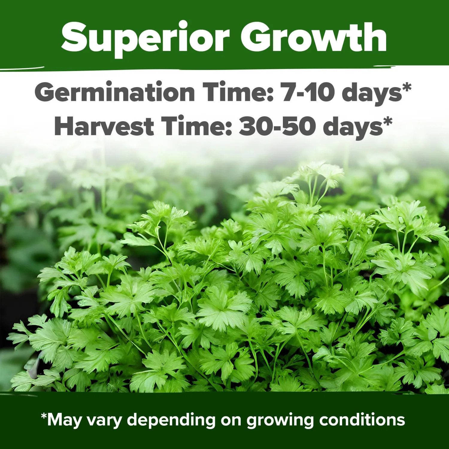 HOME GROWN Non GMO 500+ Cilantro Seeds for Planting Indoors or Outdoors - Heirloom Coriander Seeds, Grow Your Own Cilantro Plant - Culinary Herb Seeds for Your Herb Garden