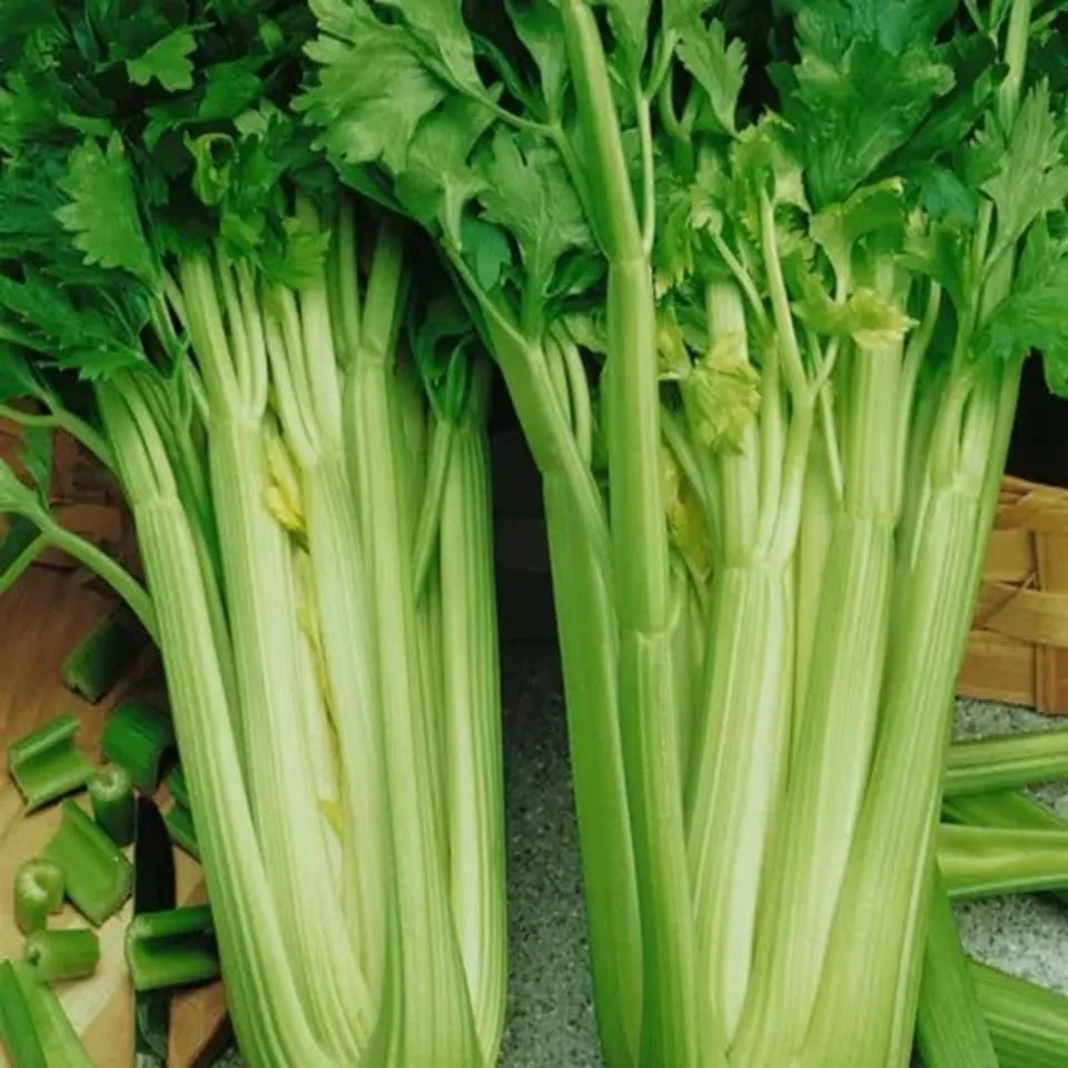Tendercrisp Celery Seeds for Planting - Plant & Grow Heirloom Non GMO Celery Seeds Home Outdoor Vegetable Garden - Great Gardening Gift, 1 Packet