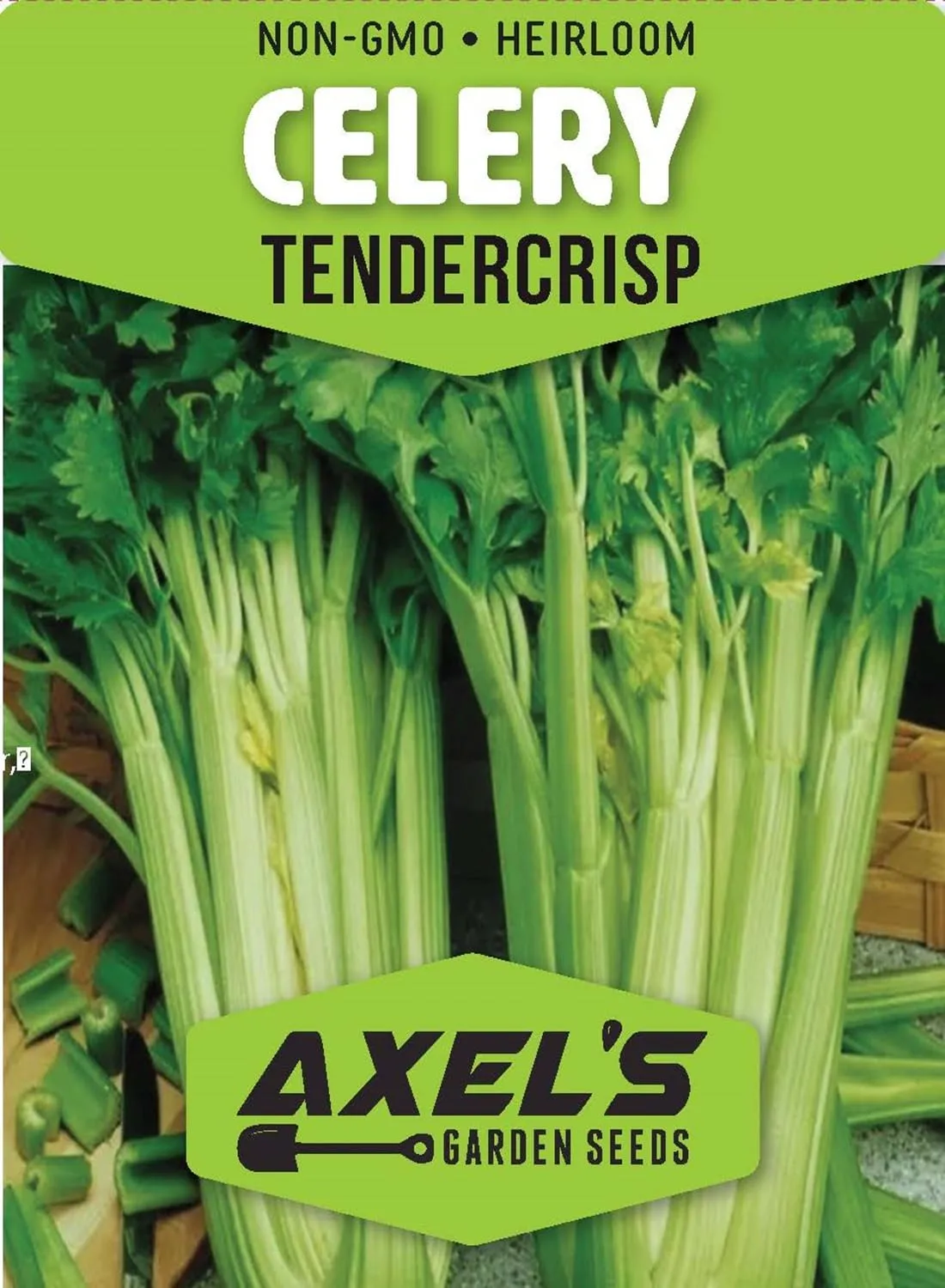 Tendercrisp Celery Seeds for Planting - Plant & Grow Heirloom Non GMO Celery Seeds Home Outdoor Vegetable Garden - Great Gardening Gift, 1 Packet