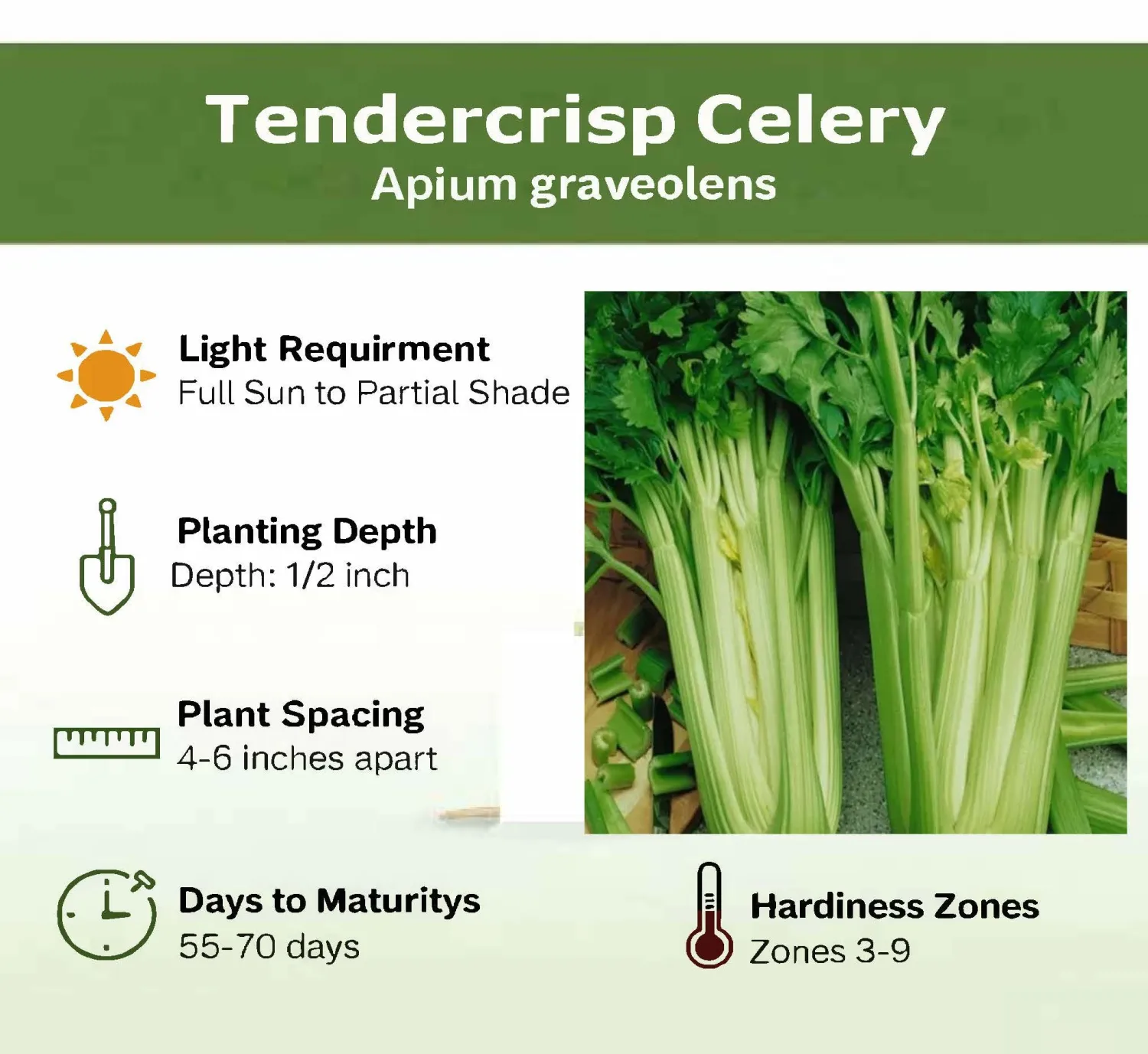 Tendercrisp Celery Seeds for Planting - Plant & Grow Heirloom Non GMO Celery Seeds Home Outdoor Vegetable Garden - Great Gardening Gift, 1 Packet